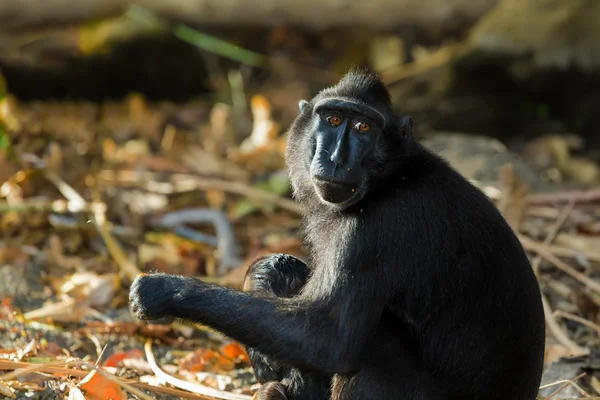 Macaco de crista de celebridades, Sulawesi, Indonésia — Fotografia de Stock