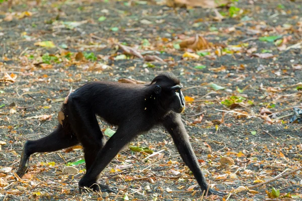 Prominente Haubenmakaken, Sulawesi, Indonesien — Stockfoto