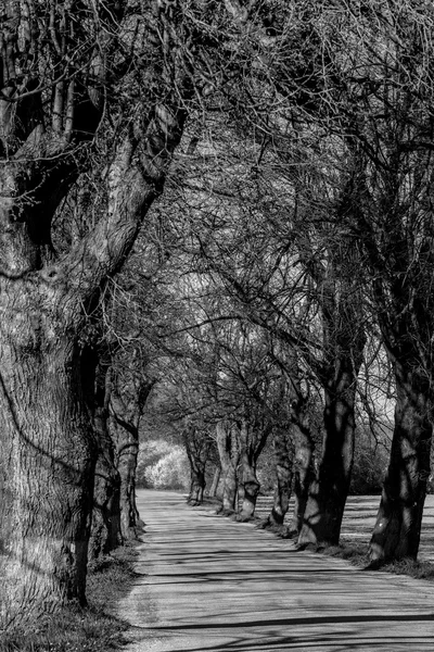 Asphalt road and tree alley — Stock Photo, Image