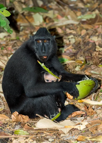 Macaco de Célebes Crestado, Sulawesi, Indonesia — Foto de Stock