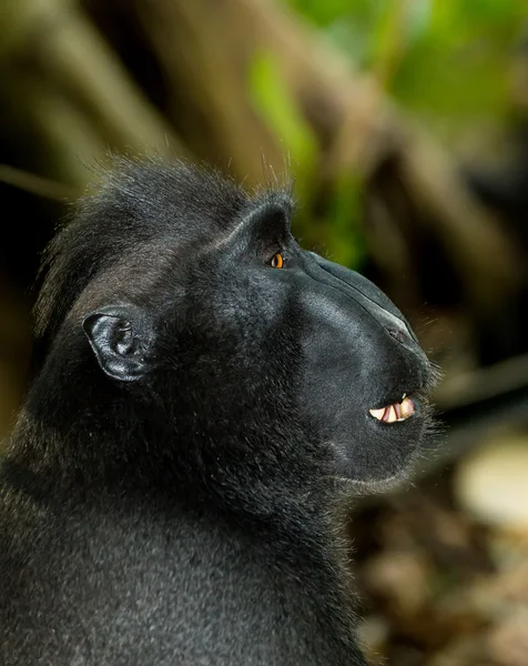 Retrato de celebridades crista macaco — Fotografia de Stock