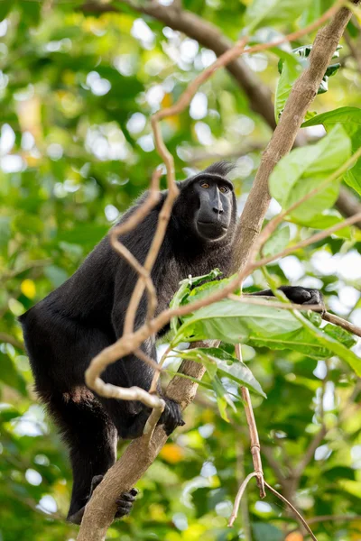 Macaco crestato Celebes, Sulawesi, Indonesia — Foto Stock