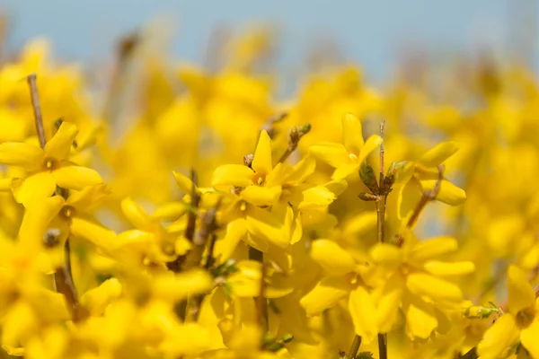 Yellow blossoms of forsythia — Stock Photo, Image