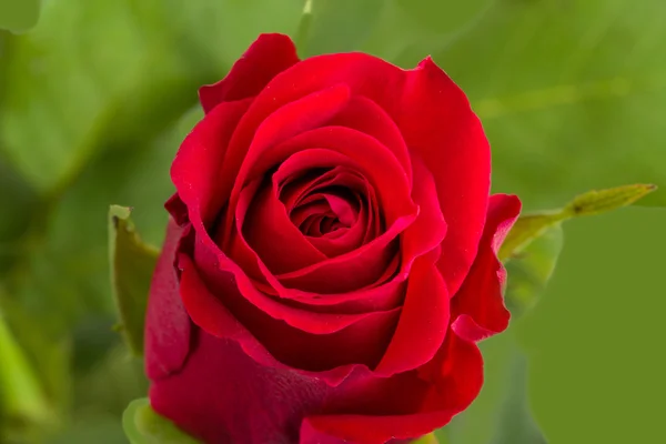 Rosa rossa fresca — Foto Stock