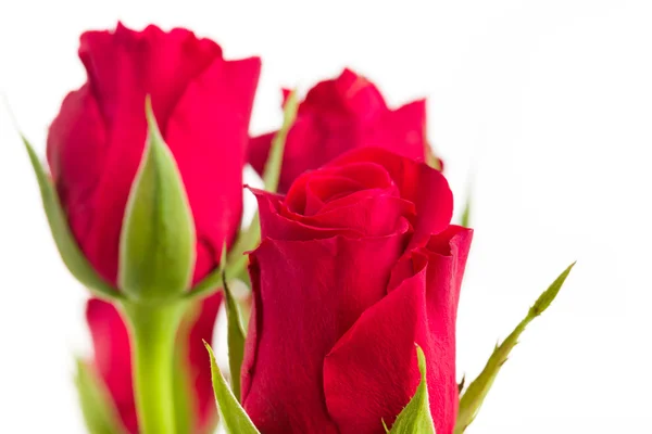 Bukett av färska röda rosor — Stockfoto