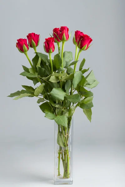 Kytice čerstvých červených růží — Stock fotografie