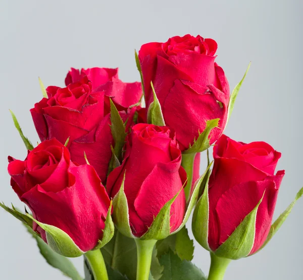 Ramo de rosas rojas frescas —  Fotos de Stock