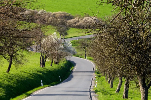 Estrada com beco de árvores — Fotografia de Stock