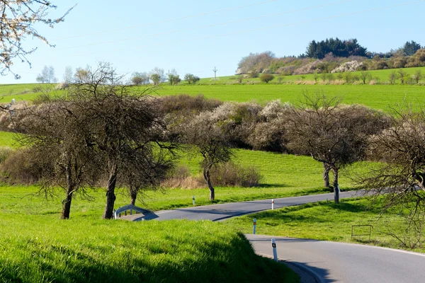 Estrada com beco de árvores — Fotografia de Stock