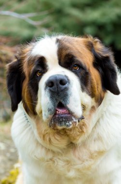 Güzel bir St. Bernard köpek portresi