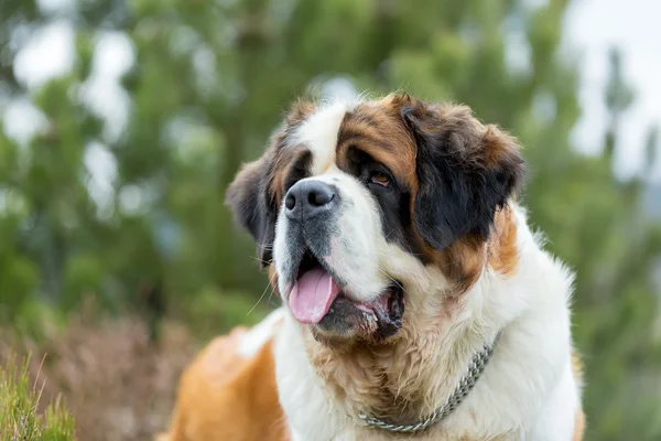 Güzel bir St. Bernard köpek portresi