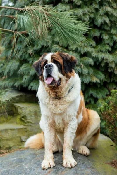 Portréja egy szép Szent Bernard kutyák — Stock Fotó