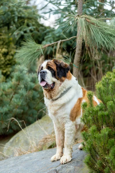 Портрет милой собаки святого Бернарда — стоковое фото