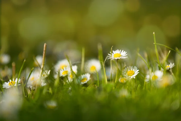 Small daisy flower on green — Stock Photo, Image