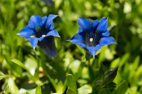 Trompet gentiana blauwe voorjaar bloem in tuin — Stockfoto