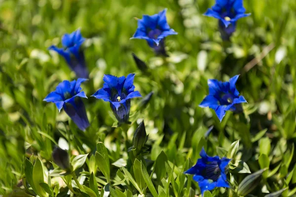 Trompet gentiana blauwe voorjaar bloem in tuin — Stockfoto