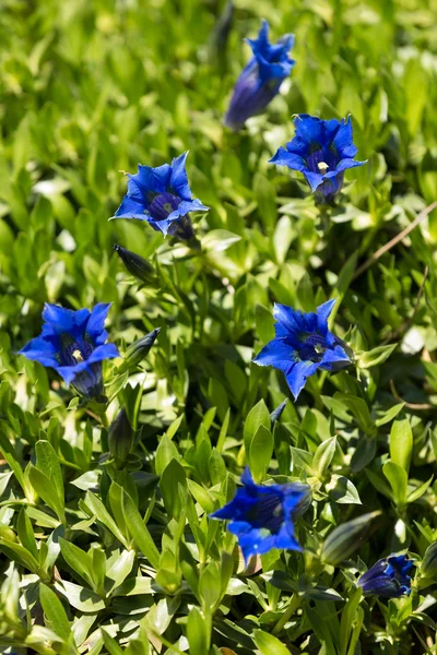 Trumpet gentiana blue spring flower in garden — Stock Photo, Image