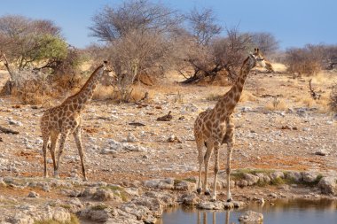 Su birikintisinin yanında zürafa zürafa