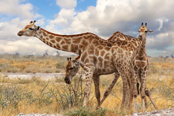 Giraffe with calf grazzing — Stock Photo, Image