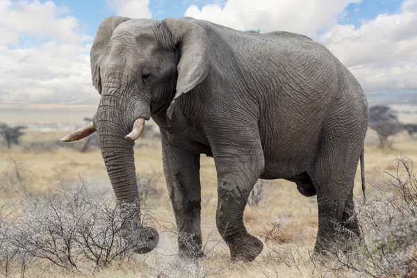 Elefantes africanos grandes en el parque nacional de Etosha — Foto de Stock