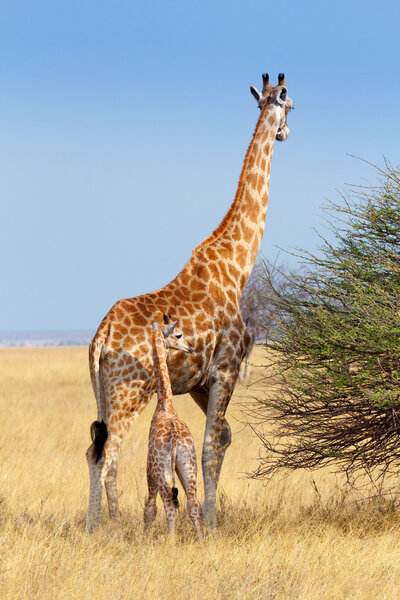 adult female giraffe with calf
