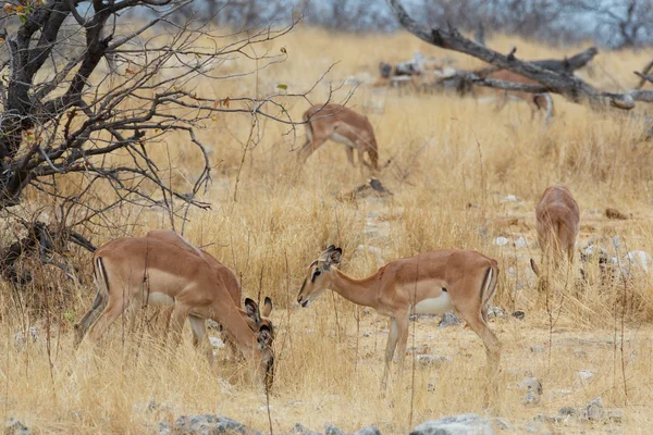 Stádo antilop Impala v savaně — Stock fotografie