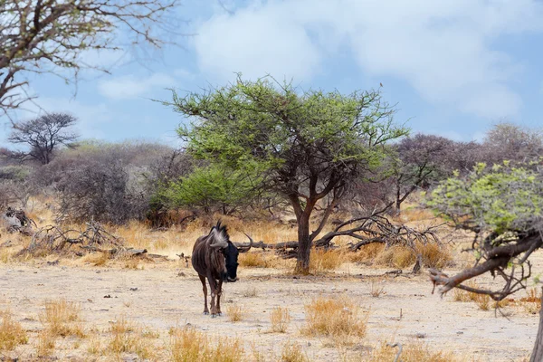 Άγρια Wildebeest Gnu σε αφρικανικές Μπους — Φωτογραφία Αρχείου