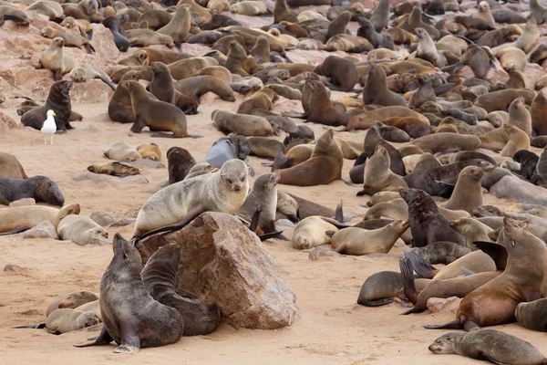 Lobos marinos en Cape Cross, Namibia, fauna — Foto de Stock