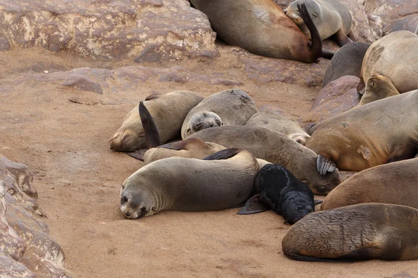 Lobos marinos en Cape Cross, Namibia, fauna — Foto de Stock