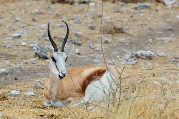 Odpočívající Springbok Antidorcas marsupialis — Stock fotografie