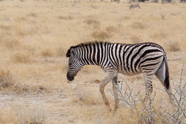 Zebra v africké savany — Stock fotografie