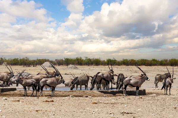 Oryx gazella et zèbre dans etosha — Photo