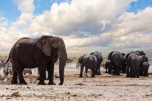 Buraco de água cheio com elefantes — Fotografia de Stock