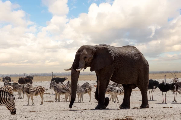 Agujero lleno con elefantes — Foto de Stock