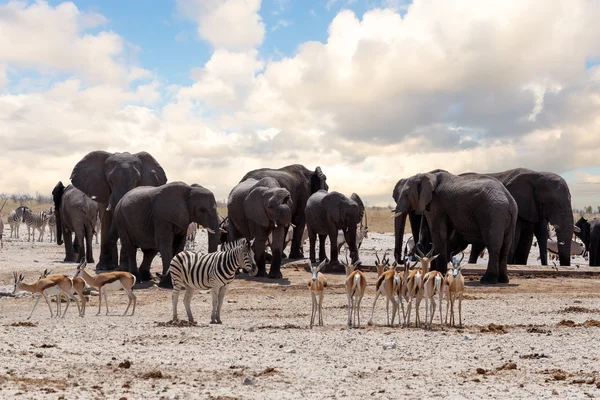 Buraco de água cheio com elefantes — Fotografia de Stock