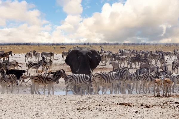 Trou d'eau complet avec éléphants — Photo