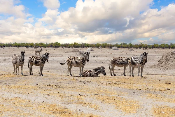 Zebra afrikai szavanna — Stock Fotó