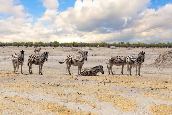 Zebra na savana africana — Fotografia de Stock