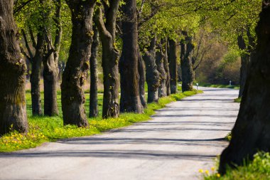 asfalt yol ve ağaç sokak