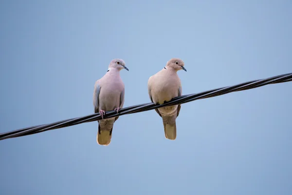 Collared Doves in love — Stock Photo, Image