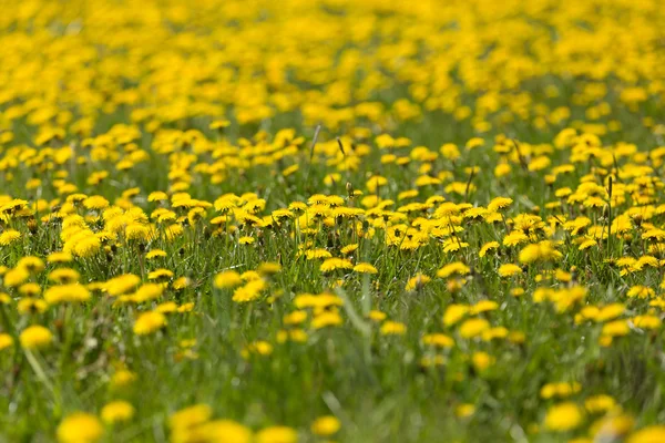 Flores de primavera dente-de-leão — Fotografia de Stock