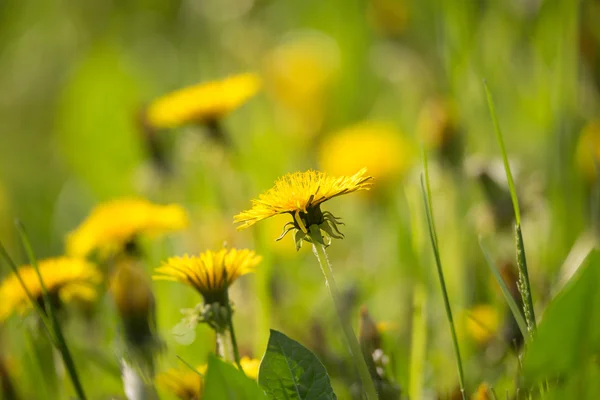 Spring flowers dandelions — Stock Photo, Image