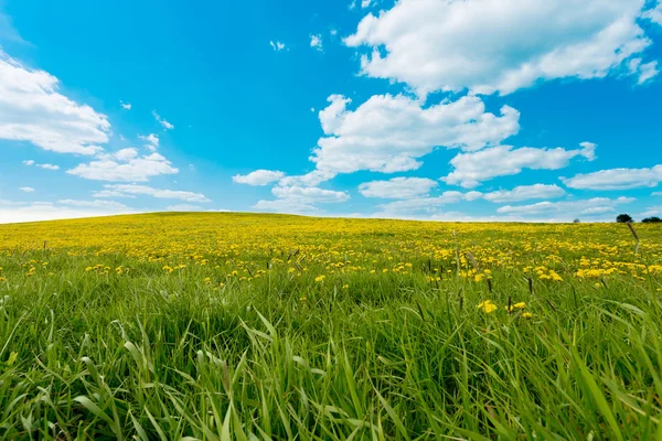 Spring flowers dandelions — Stock Photo, Image