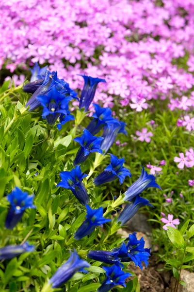 トランペット リンドウ、青い春の花の庭 — ストック写真