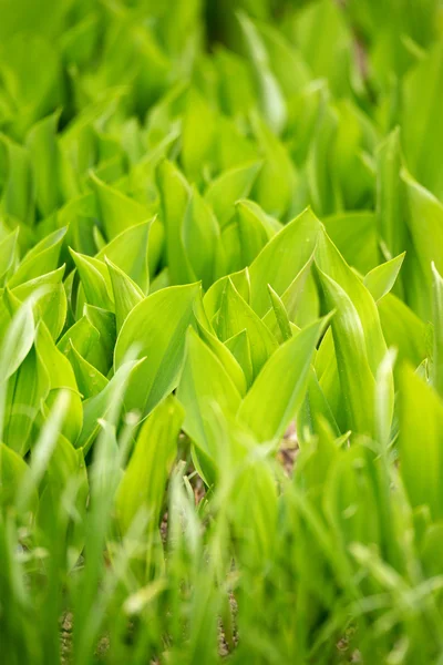 Folha de planta verde de duas cores — Fotografia de Stock