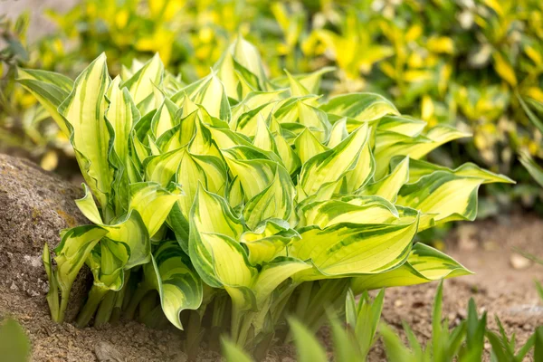 Two color green plant leaf — Stock Photo, Image