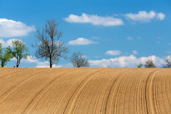 美しい夏の田園風景 — ストック写真