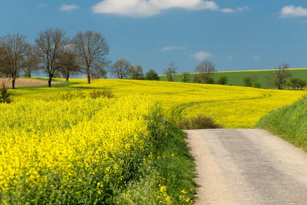 Schöne ländliche Sommerlandschaft — Stockfoto