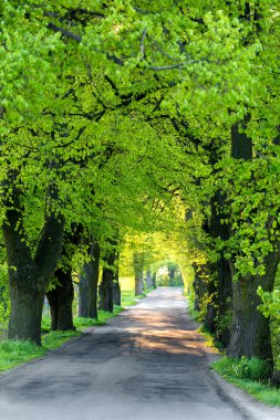 Green spring trees in alley
