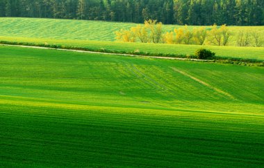 Beautiful green sping rural landscape